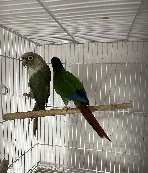 adult-green-cheek-conure-for-sale