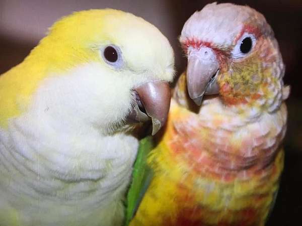 lutino-conure-green-cheek-conure-for-sale