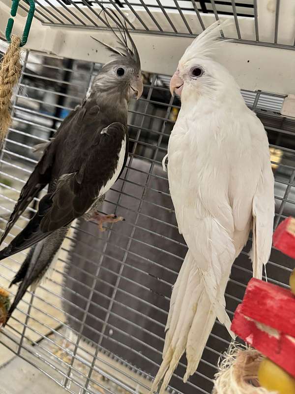 albino-bird-for-sale-in-north-port-fl