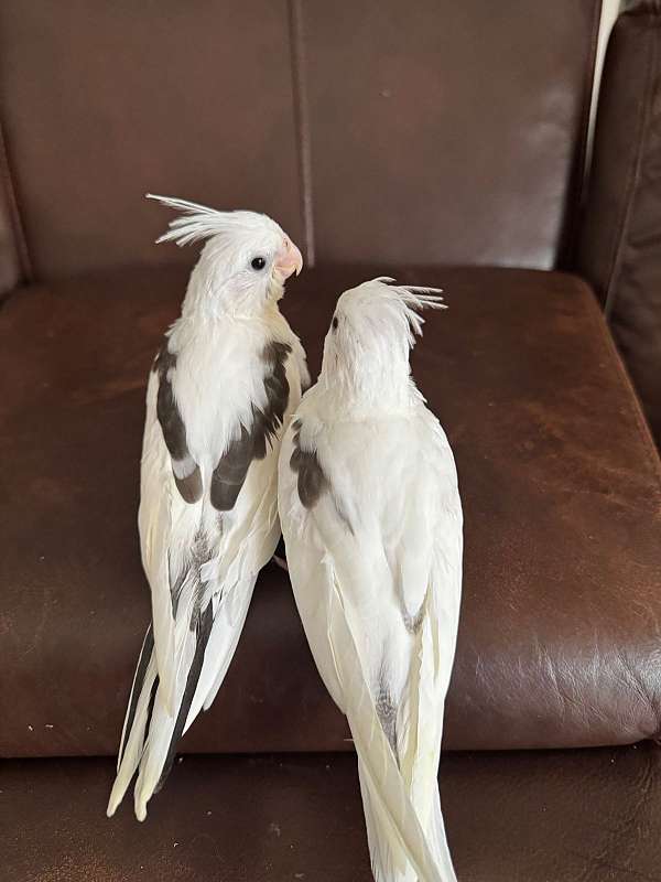 cockatiel-for-sale