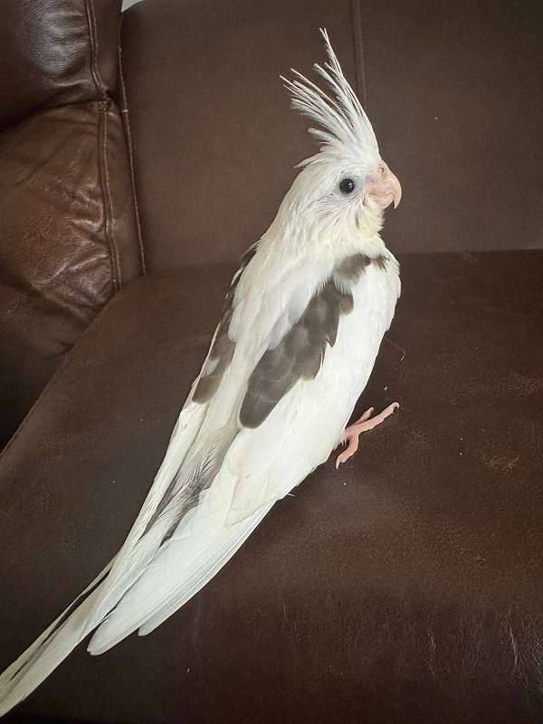 albino-cockatiel-for-sale