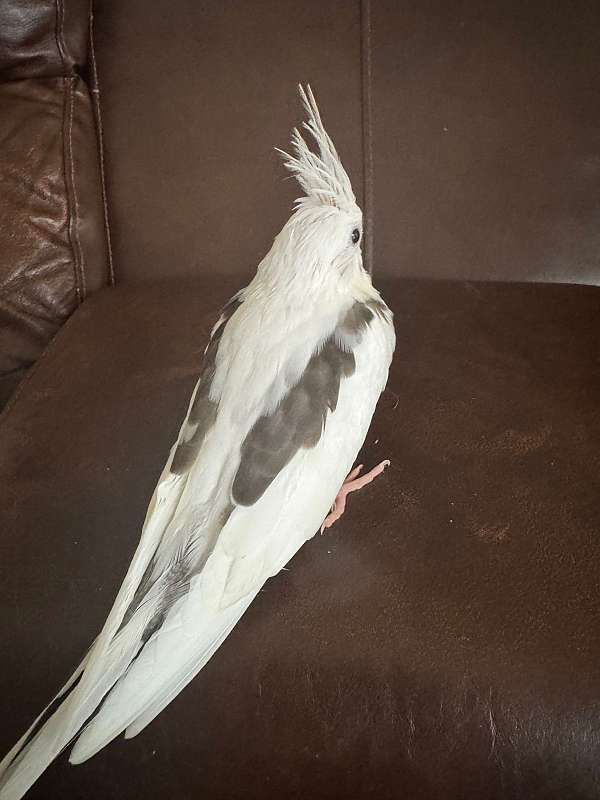 grey-cockatiel-for-sale