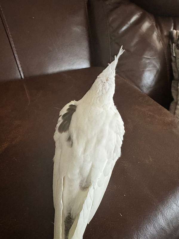 pied-cockatiel-for-sale