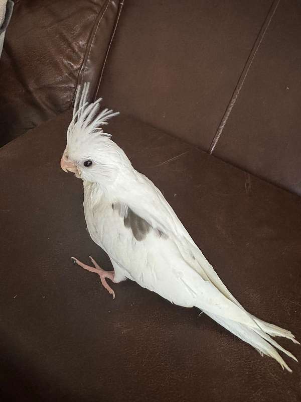 white-cockatiel-for-sale