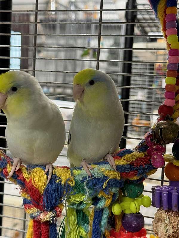 pastel-parrotlet-for-sale