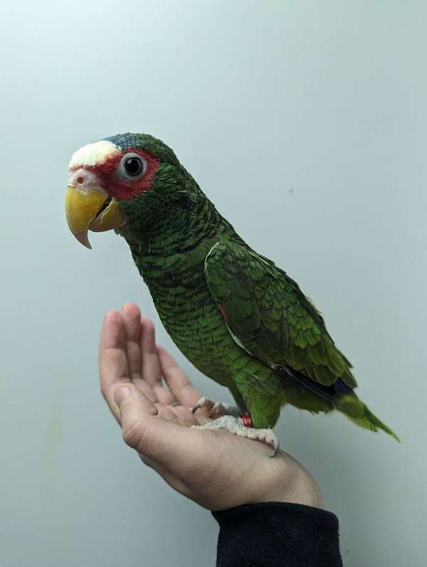 white-front-amazon-parrot-for-sale