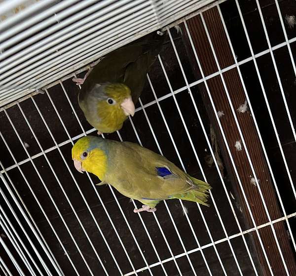 parrotlet-for-sale