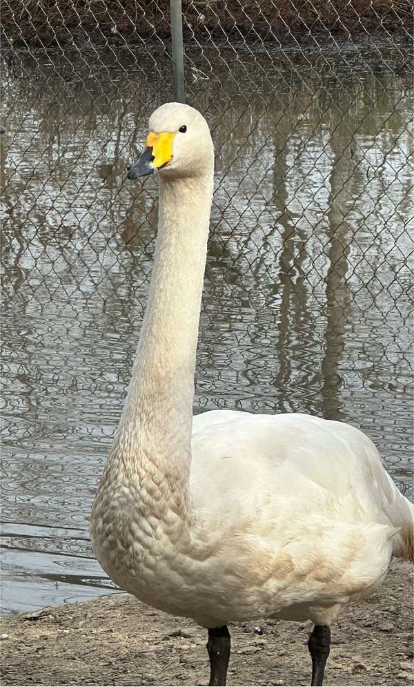 white-bird-for-sale-in-houston-ms