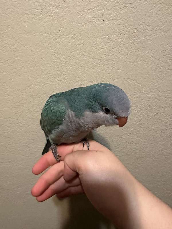 companion-bird-for-sale-in-payette-id