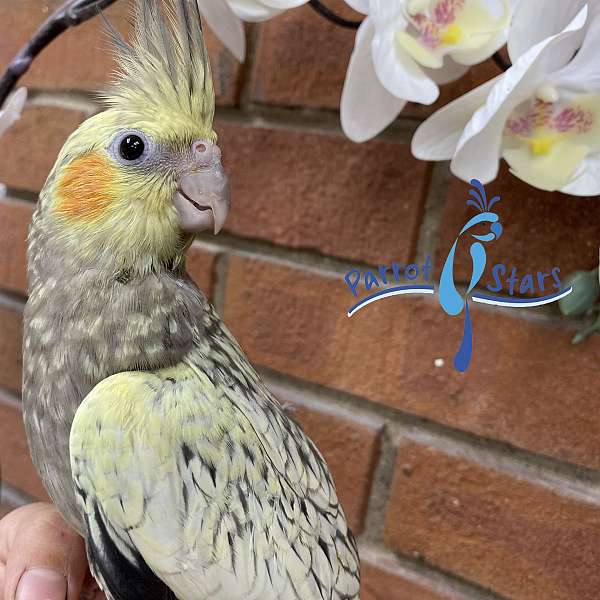 cockatiel-for-sale