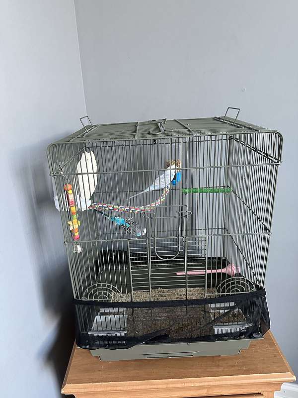 parakeet-for-sale-in-marseilles-il