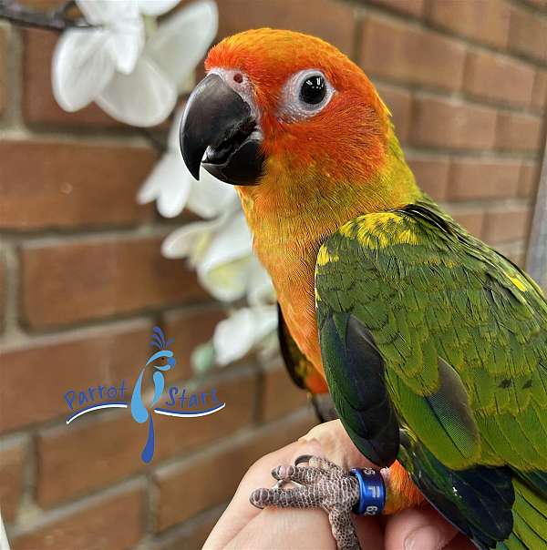 sun-conure-for-sale