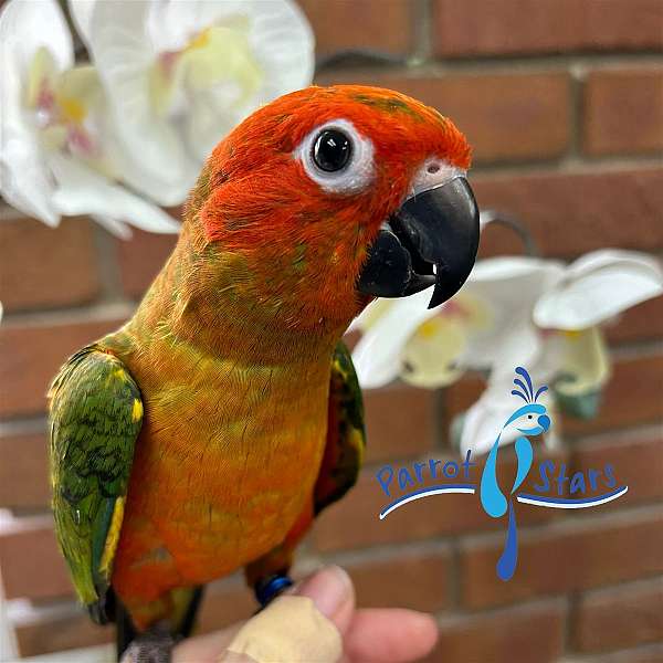 sun-conure-for-sale