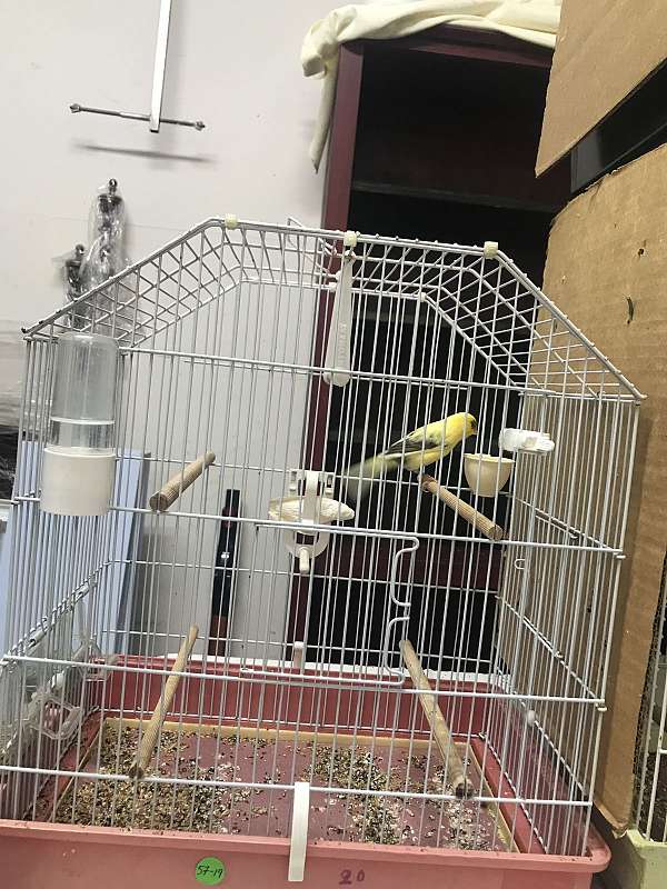 canary-for-sale-in-oxford-ga