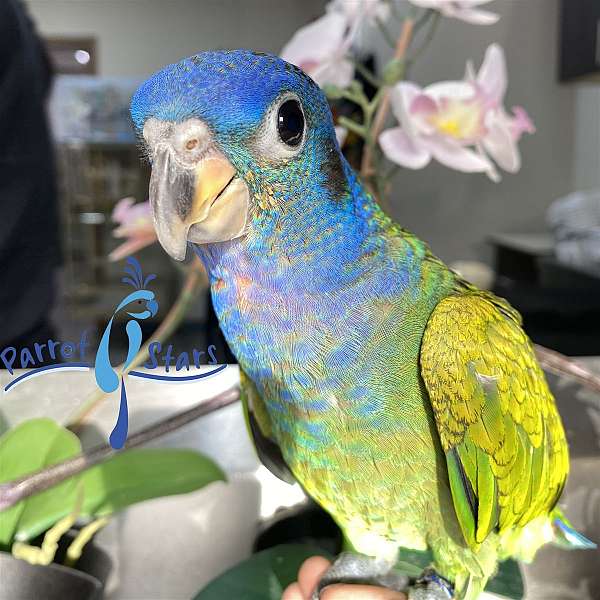 male-blue-headed-pionus-parrots-for-sale