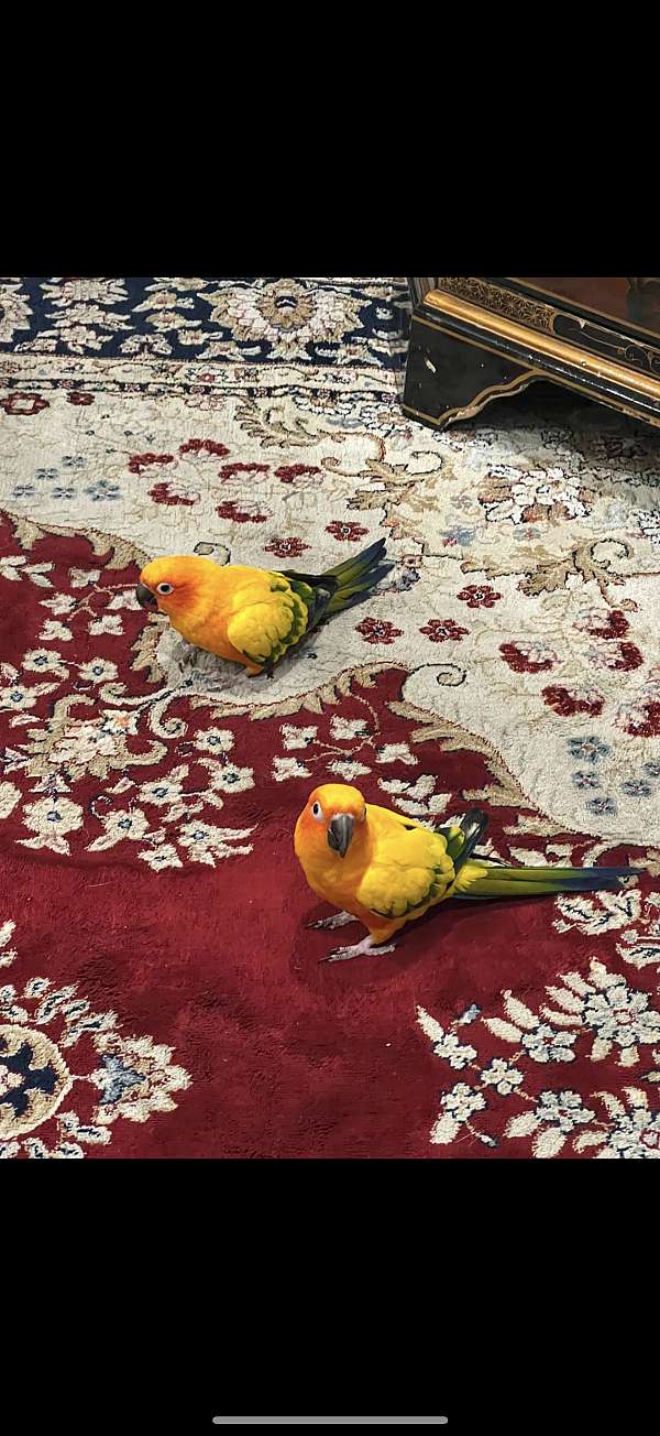 sun-conure-for-sale