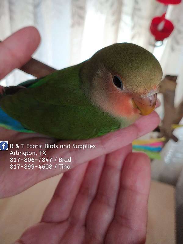 companion-exotic-bird-for-sale-in-arlington-tx
