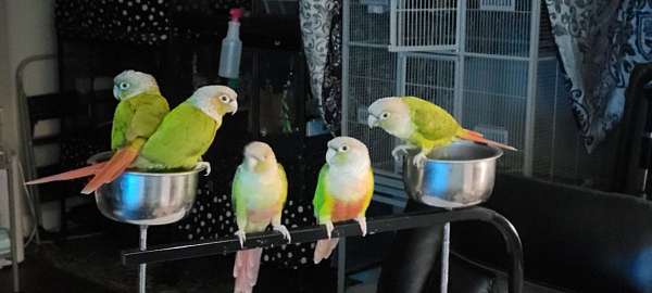 cute-bird-for-sale-in-winter-springs-fl