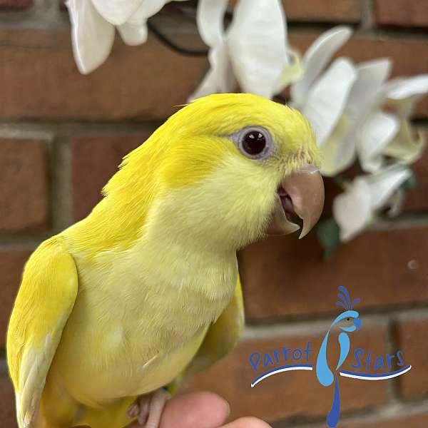 quaker-parrots-for-sale