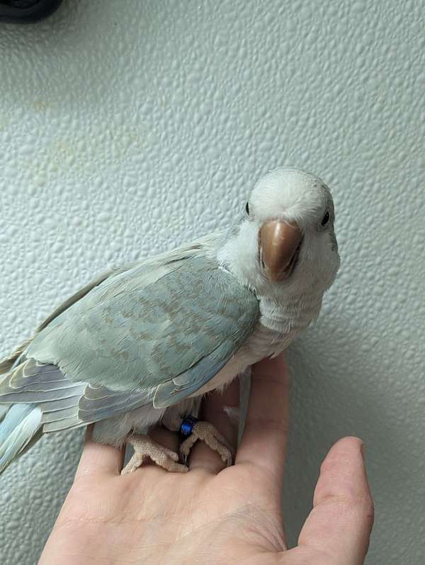 quaker-parrots-for-sale