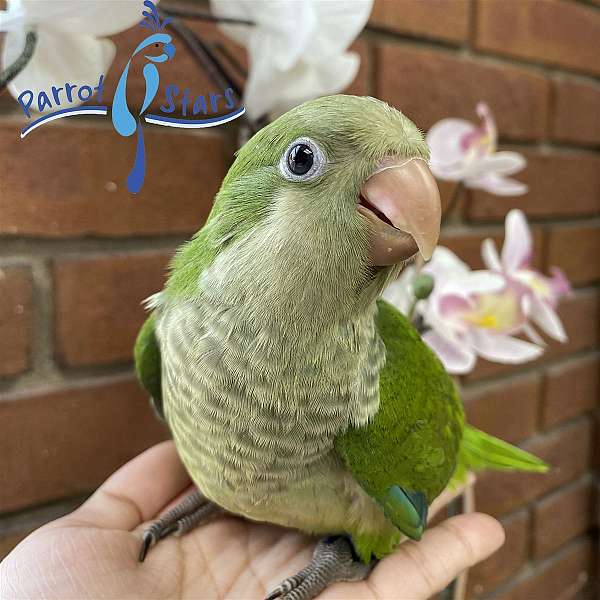 quaker-parrots-for-sale