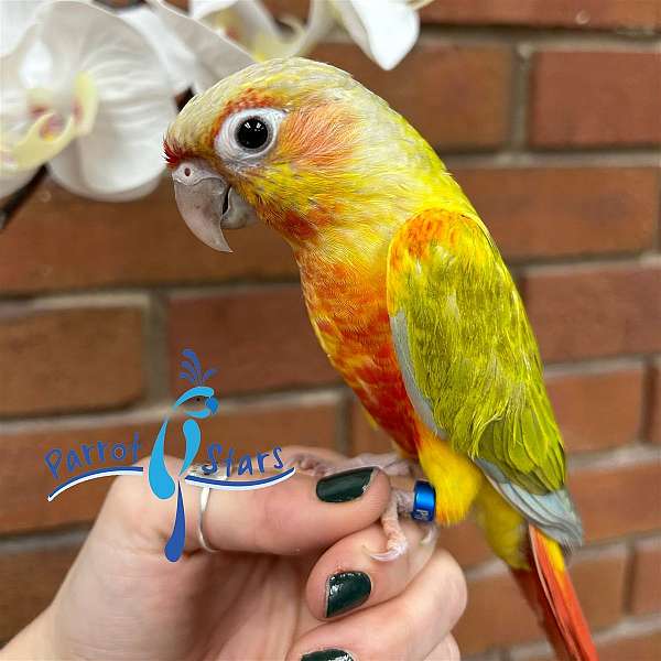 green-cheek-conure-for-sale