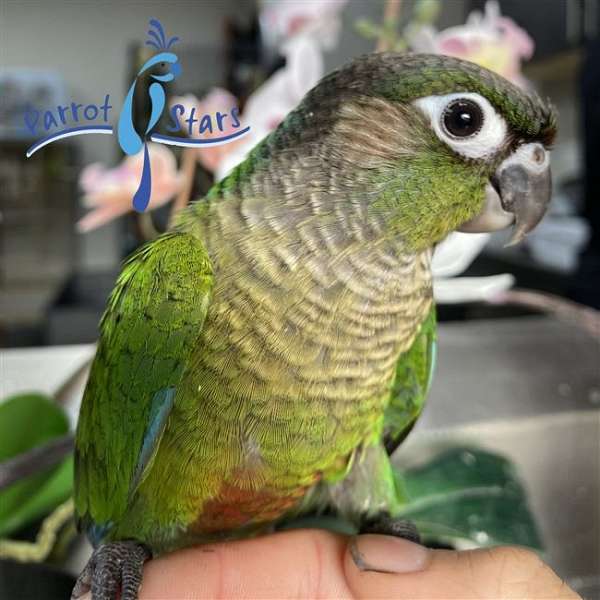 green-cheek-conure-for-sale