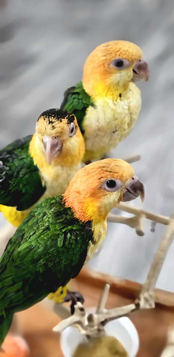 white-bellied-caique-for-sale