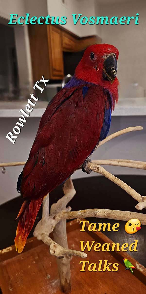 vosmaeri-eclectus-parrots-for-sale