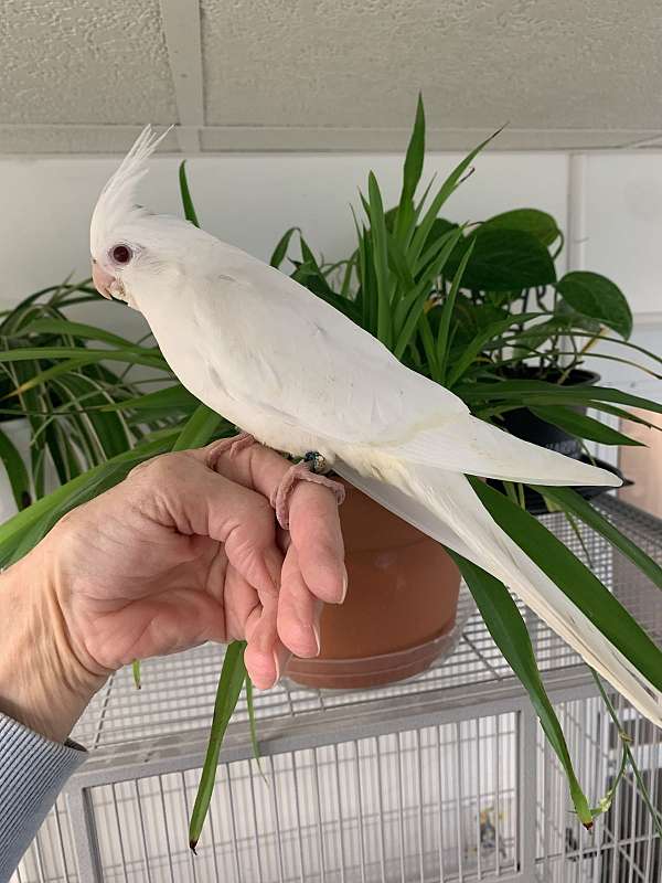 albino-lutino-bird-for-sale-in-pittsburgh-pa