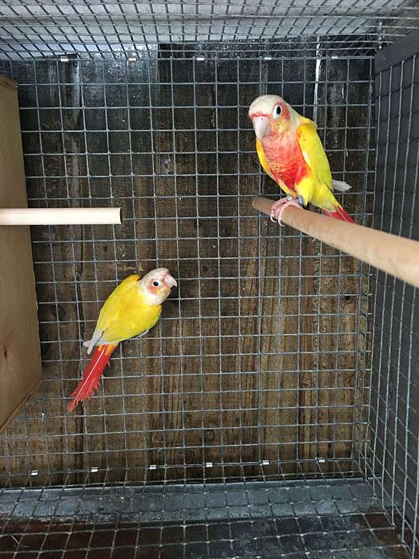 green-cheek-conure-for-sale