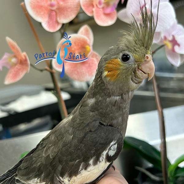 cockatiel-for-sale