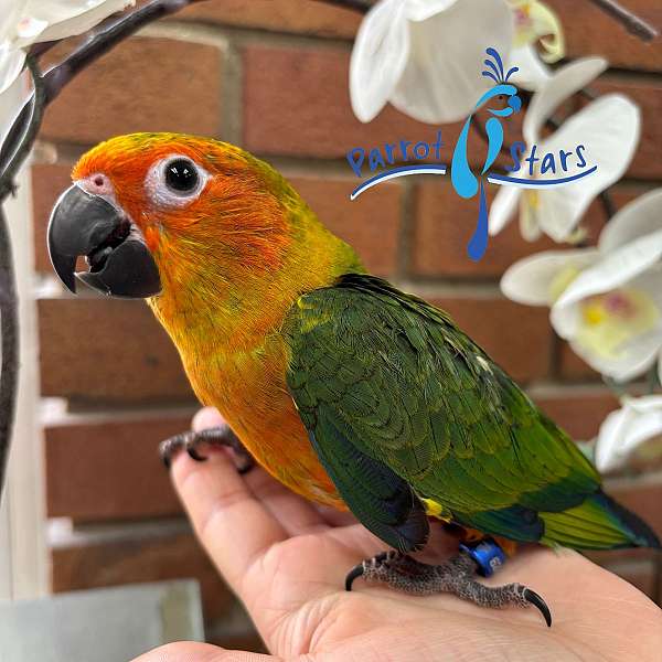 conure-for-sale