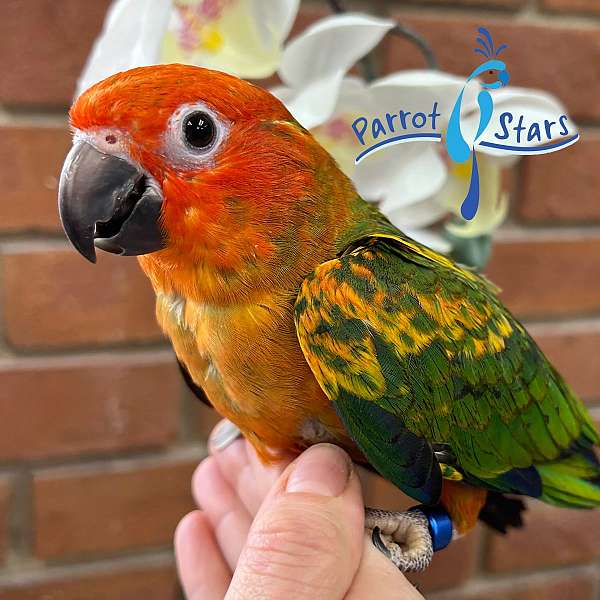 conure-for-sale