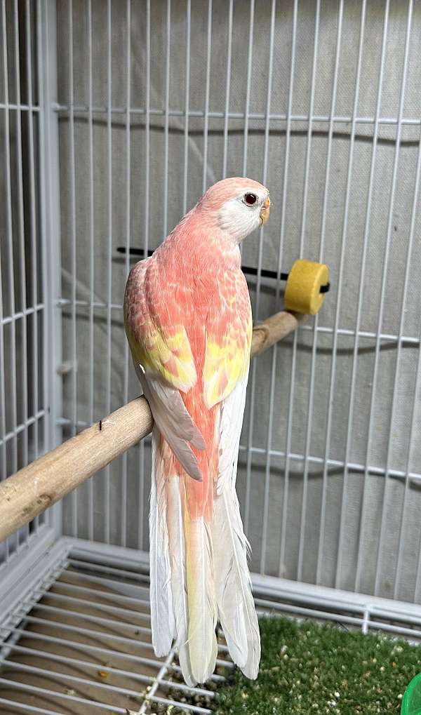 lutino-pink-bourke-parakeet-for-sale