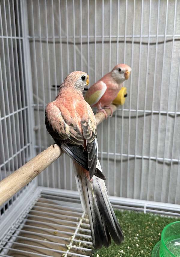 bourke-parakeet-for-sale