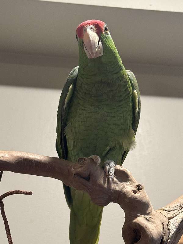 mexican-red-amazon-parrot-for-sale-in-new-jersey