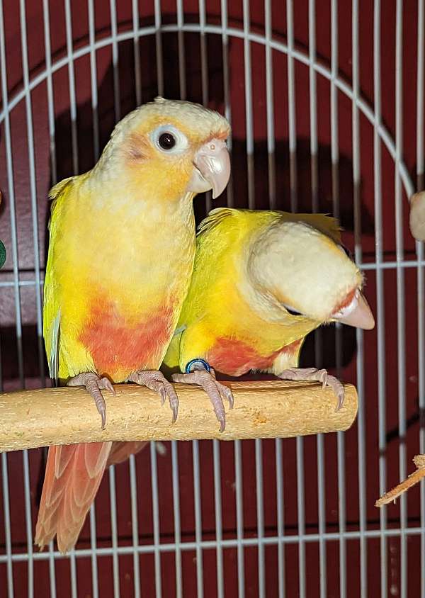 green-cheek-conure-for-sale