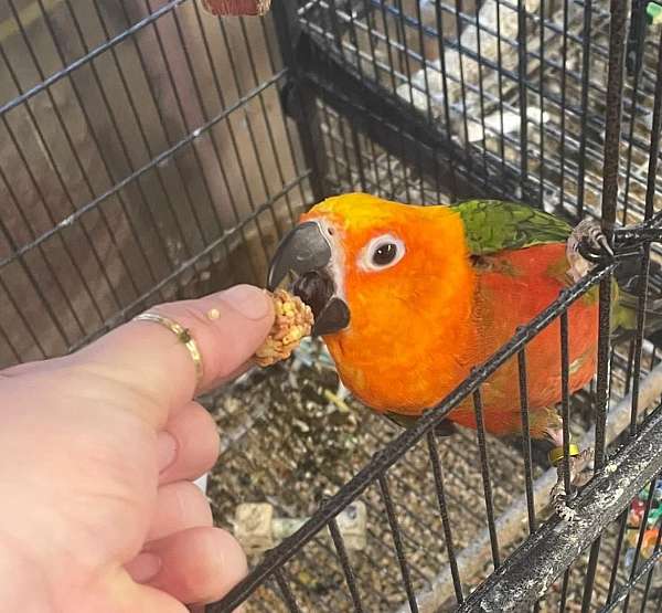 conure-jenday-conure-for-sale-in-cynthiana-ky