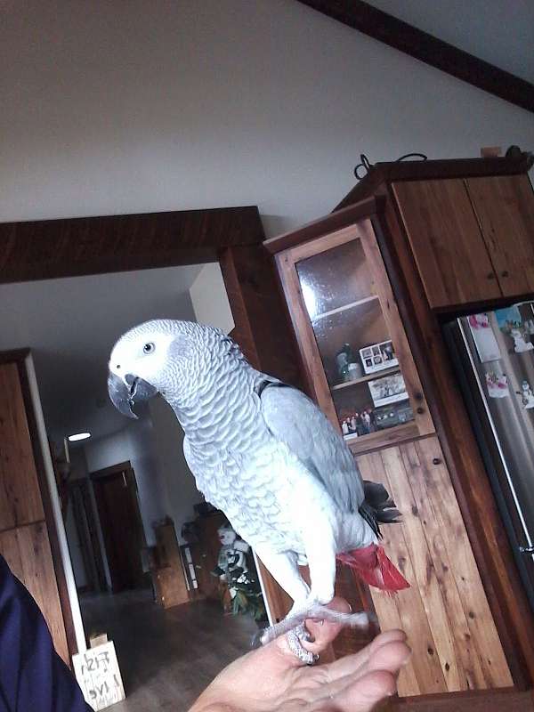 african-grey-parrot-for-sale-in-millerstown-pa