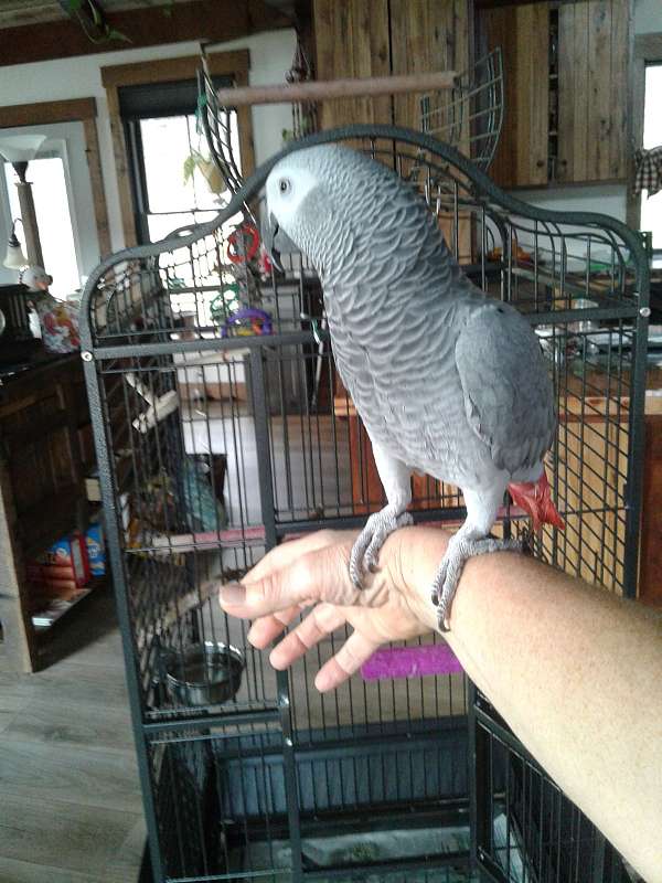 parrot-for-sale-in-millerstown-pa