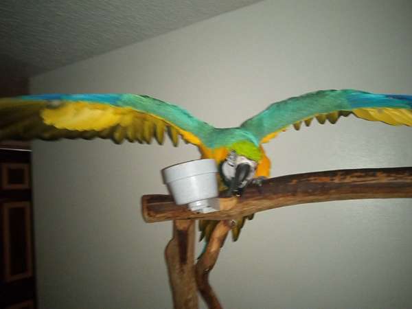 macaw-for-sale-in-cooksville-tn