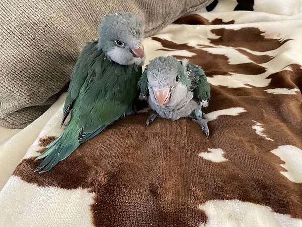 quaker-parrots-for-sale-in-greenville-wv