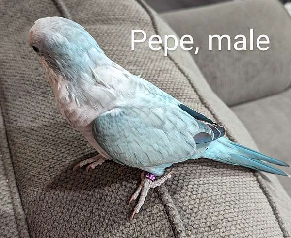 male-female-bird-for-sale-in-hutchinson-mn