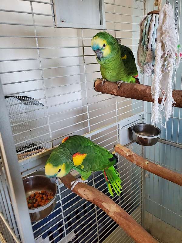blue-front-amazon-parrot-for-sale-in-fillmore-il