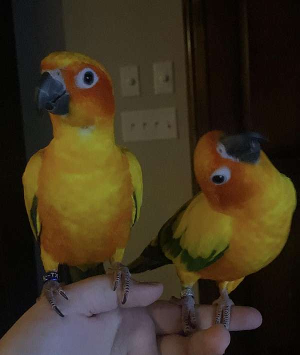 yellow-bonded-pair-pet-bird-for-sale