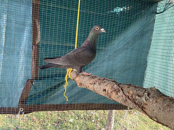 pigeon-for-sale-in-louisville-ky