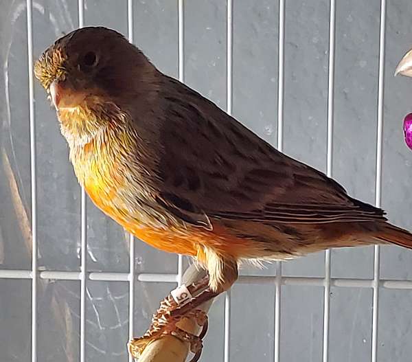 cinnamon-red-spanish-timbrado-canary-for-sale