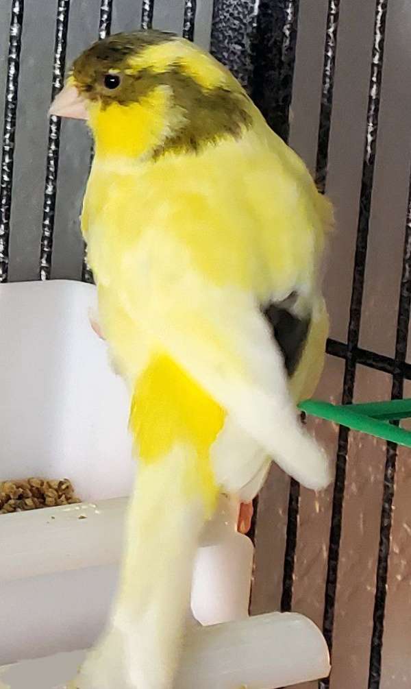 american-singer-canary-for-sale-in-mesa-az