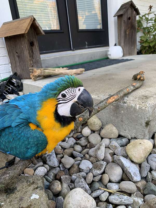 blue-gold-macaw-for-sale-in-covington-ky